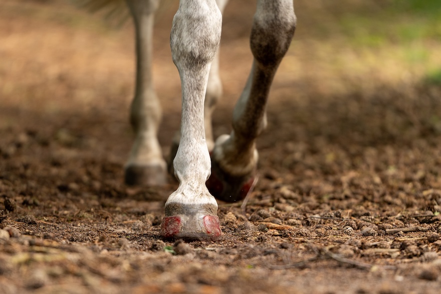 EasyShoe SPEED plakbeslag endurance HoofWear