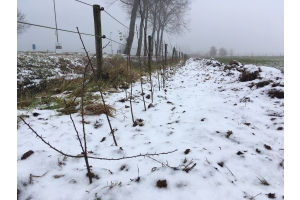 Planten voor het nieuwe jaar