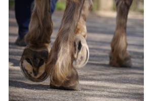 Help: mijn paard heeft een dunne zool!