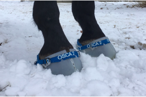 Hoefschoenen over hoefijzers: zo kan je paard toch naar buiten in de sneeuw