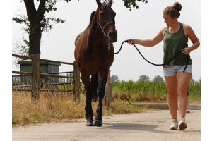 NL kampioen TREC Carolien Esselink test Equine Fusion 24/7