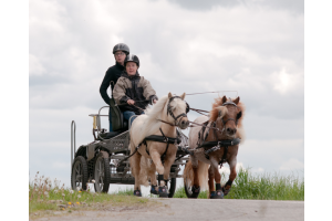 Hoefschoenen voor shetlanders en minipaarden