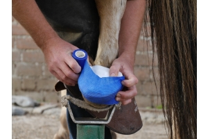 Een hoefzweer bij je paard herkennen, behandelen en voorkomen