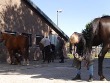 Cursus Hoefbekappen Module 2