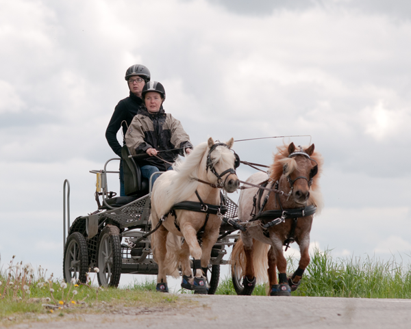 Hoefschoenen voor shetlanders en minipaarden