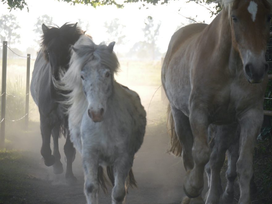 Actieve huisvesting met verschillende bodems