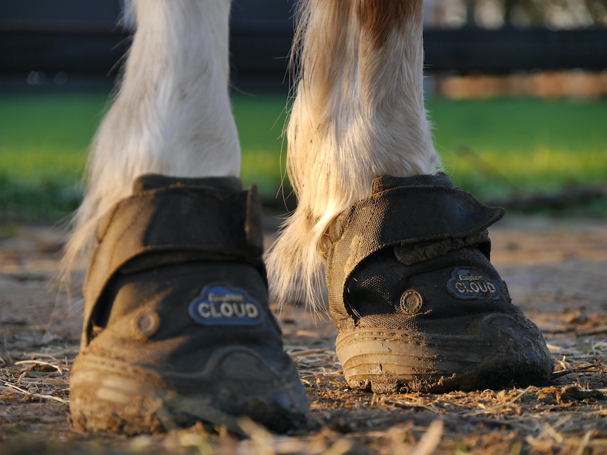 Medische hoefschoenen bij hoefrevalidatie