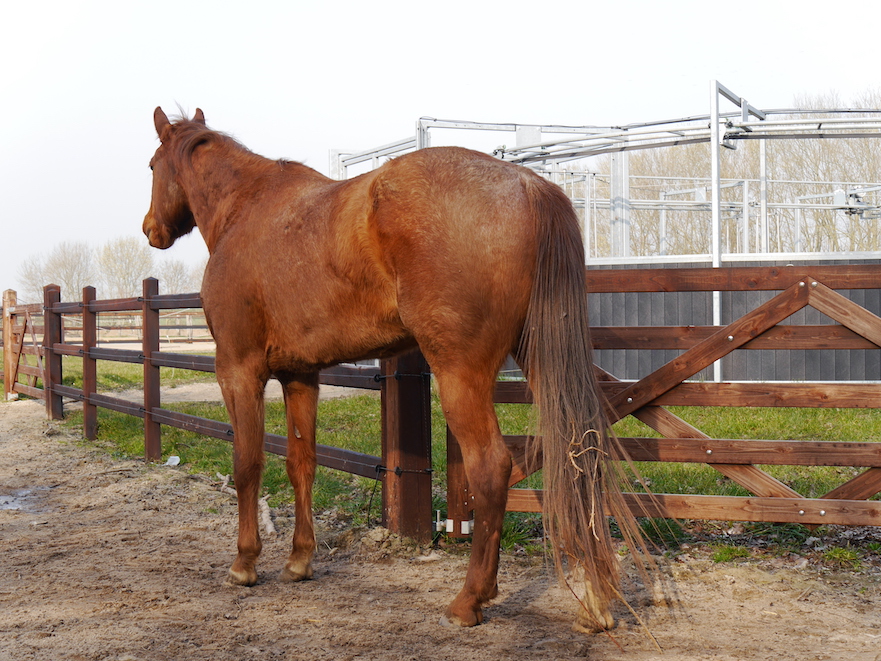 Oval horse walker Hoefrevalidatie Klaas Feuth