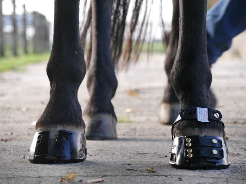 scoot boot fitkit versus hele hoefschoen