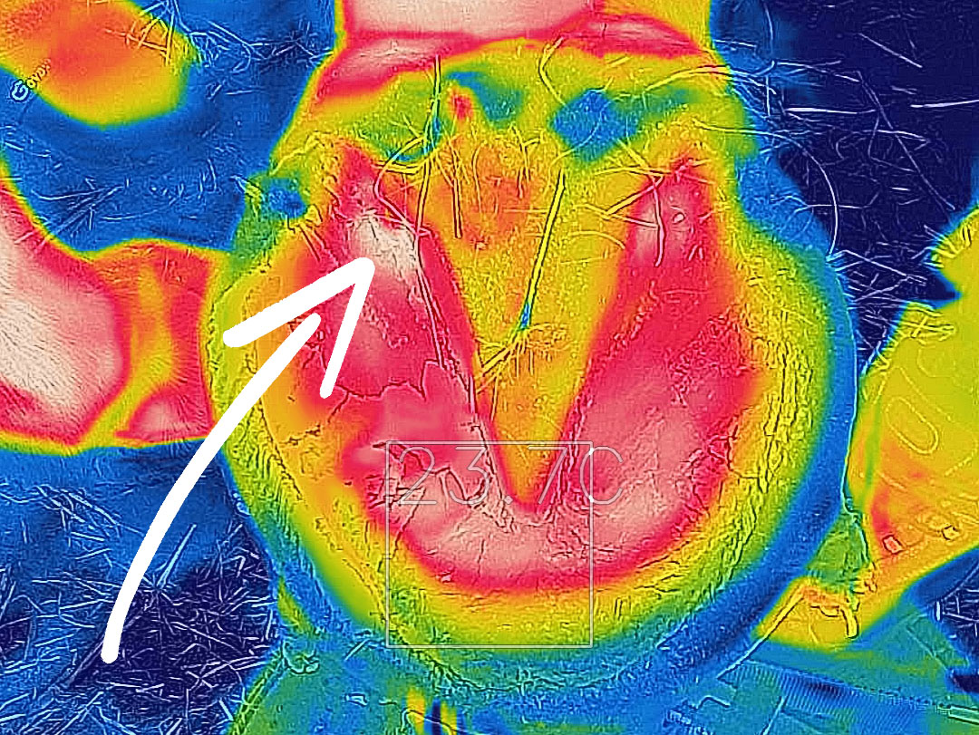 hoefzweer thermografie