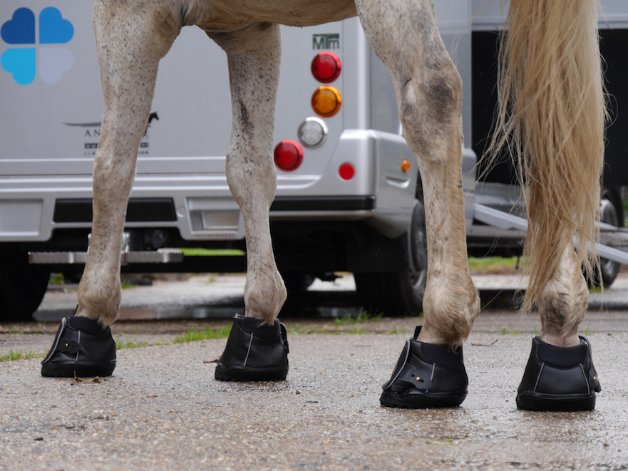 Equine Fusion hoefschoenen passen bij hoofwear