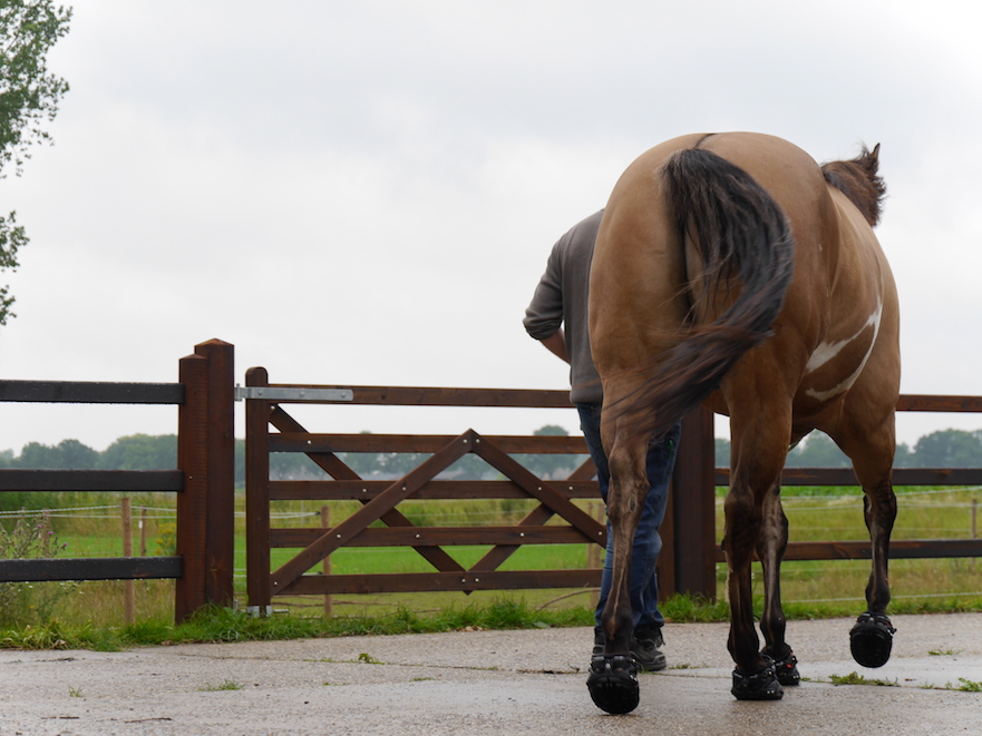 hoefschoenen proberen bij hoofwear