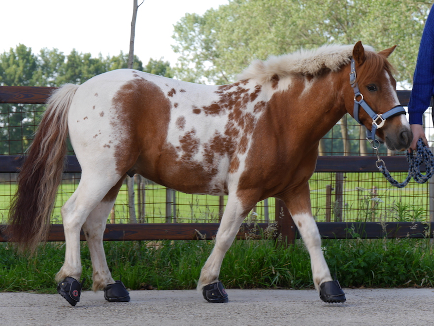 hoefschoenen uitproberen bij hoofwear