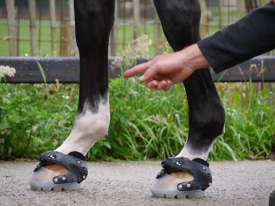 Hoefschoenenadvies bij Klaas Feuth van HoofWear