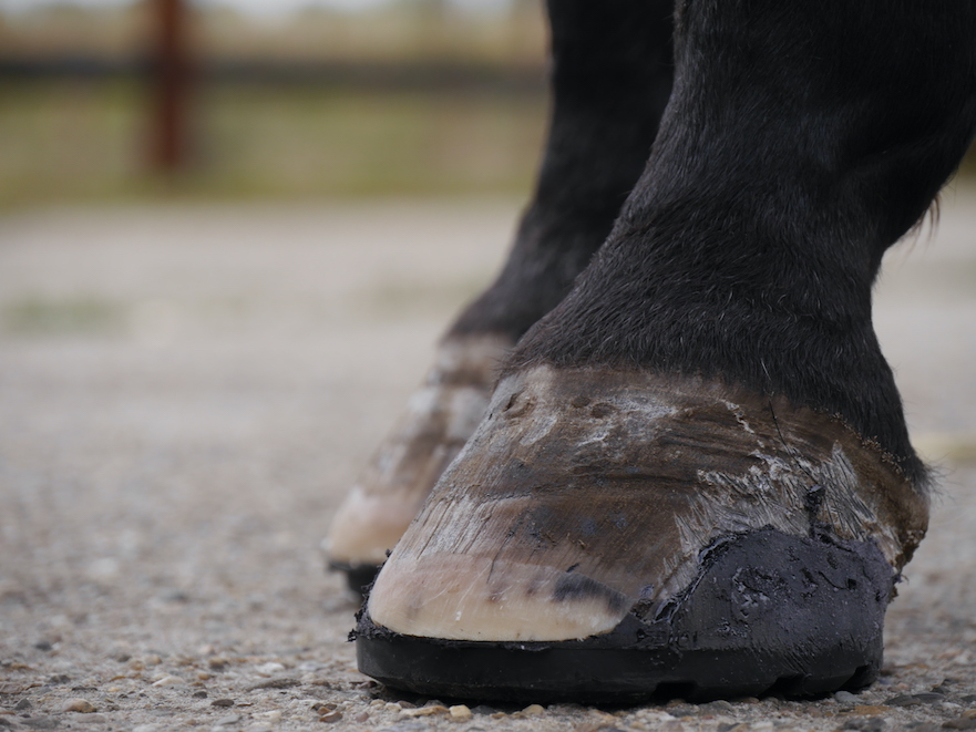 EasyShoe Sport kunststof lijmbeslag voor paarden