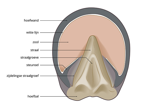 onderkant van de hoef