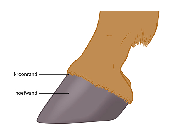 de hoef van de zijkant gezien