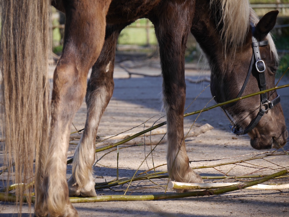 voeding en huisvesting, takken voeren huisvesting op harde ondergrond