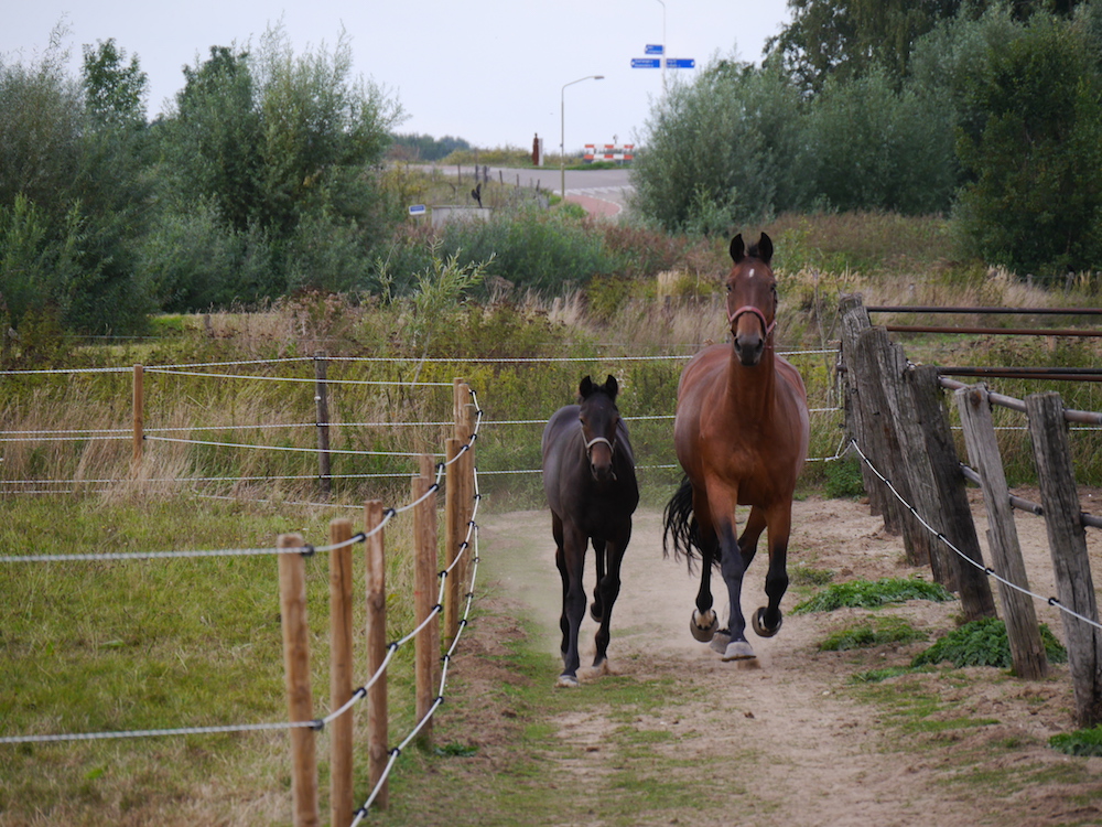 huisvesting, paddock paradise stimuleert beweging