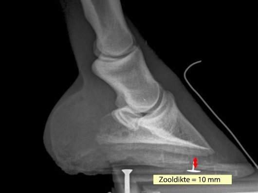 rontgenonderzoek zooldikte paard, met markers