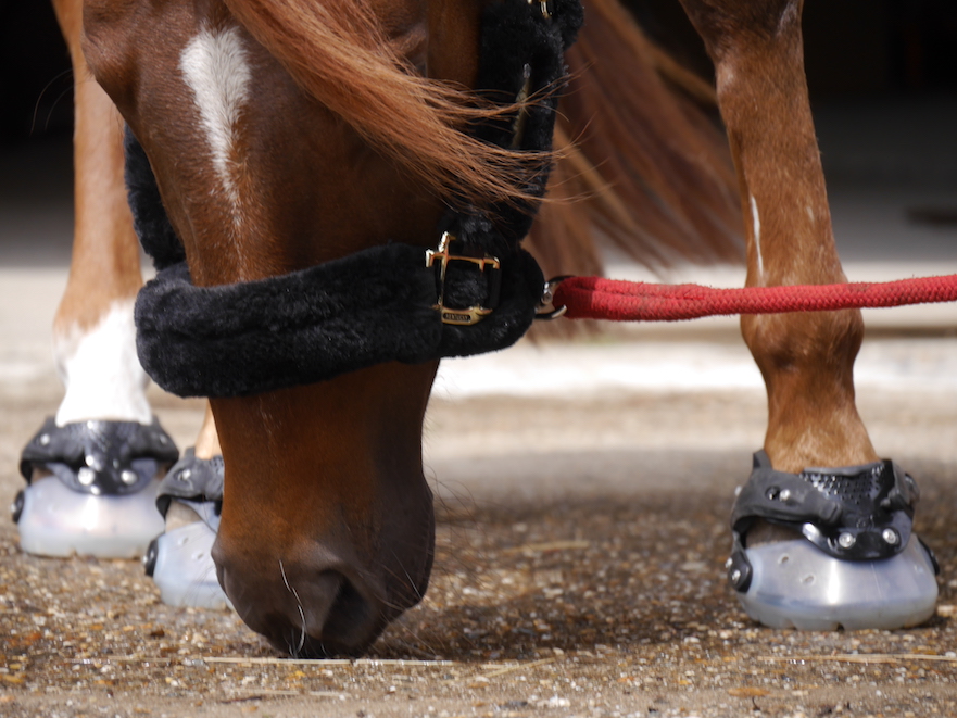 hoefschoenen bij sportpaard