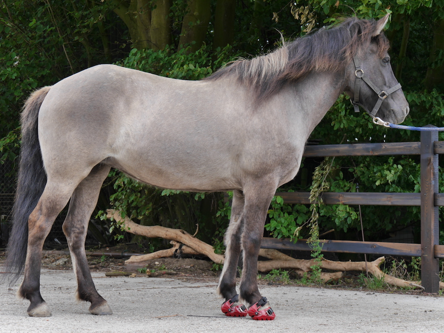 hoefschoenen informatie