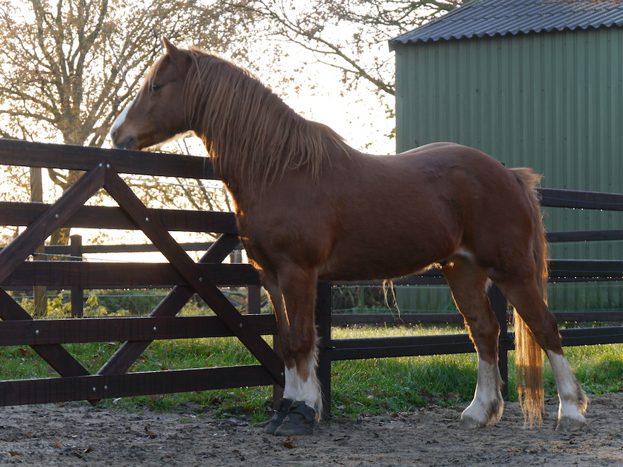 Easyboot Cloud speciaal voor hoefbevangen paarden en pony's