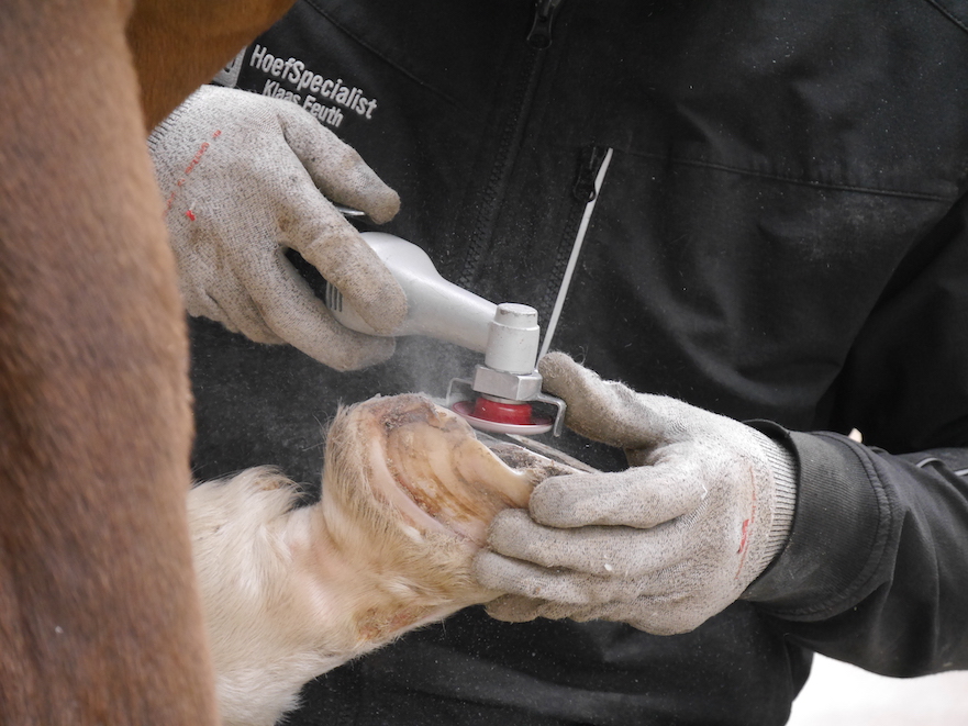 Behandeling van ernstige hoefproblemen zoals hoefbevangenheid