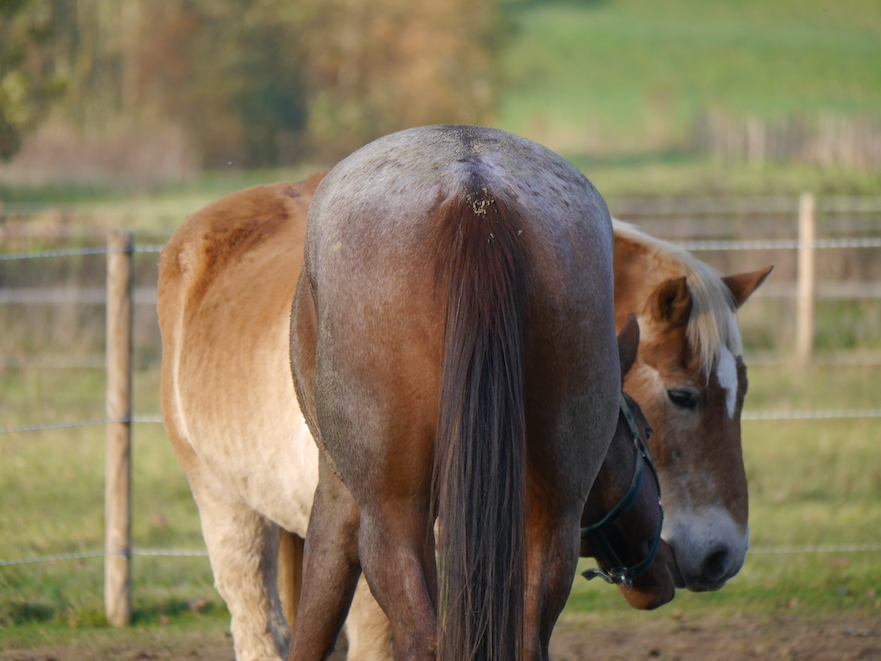 Groepshuisvesting paarden in hoefrevalidatie