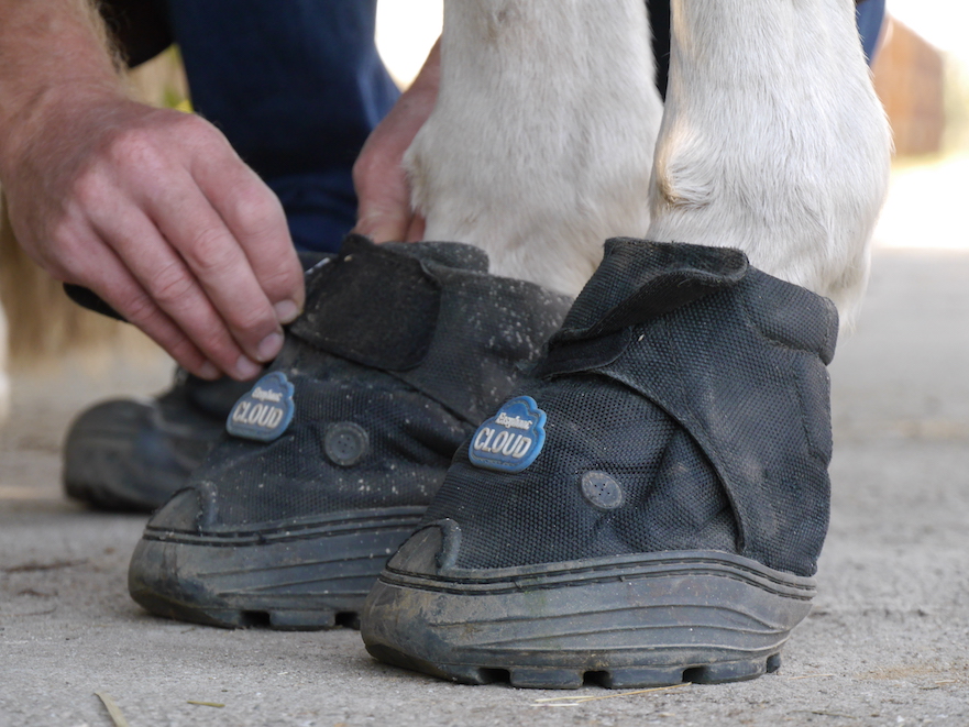 Medische hoefschoenen bij hoefrevalidatie