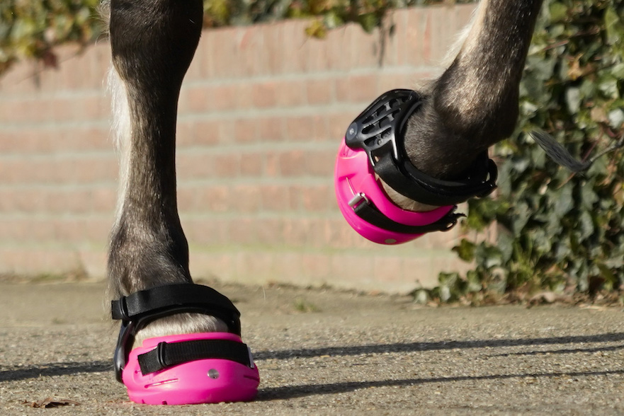 Limited Edition PINK Renegade Classic hoefschoen