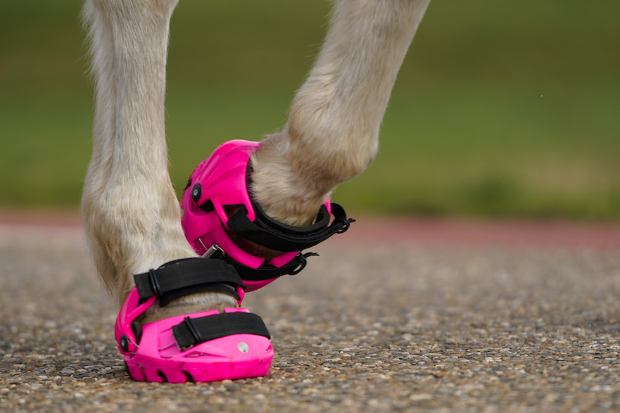 Limited Edition PINK Renegade Viper hoefschoen