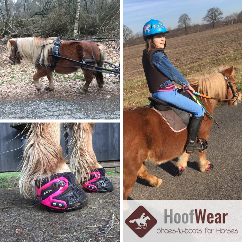 Shetlander met Explora hoofboots